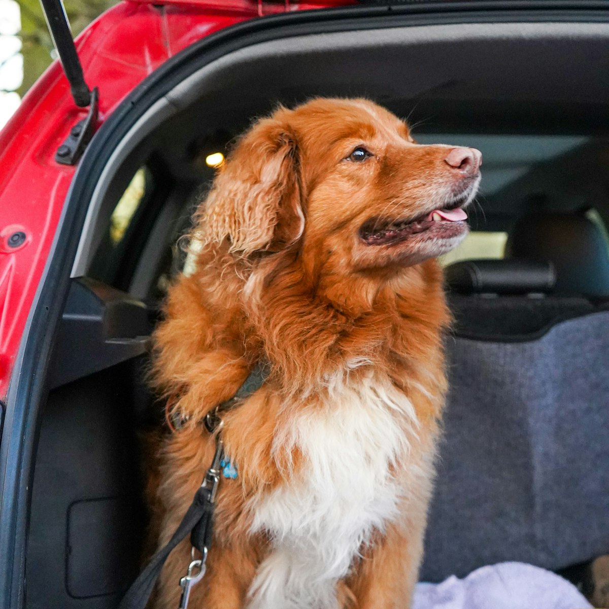 Dog sitting in the back of a car