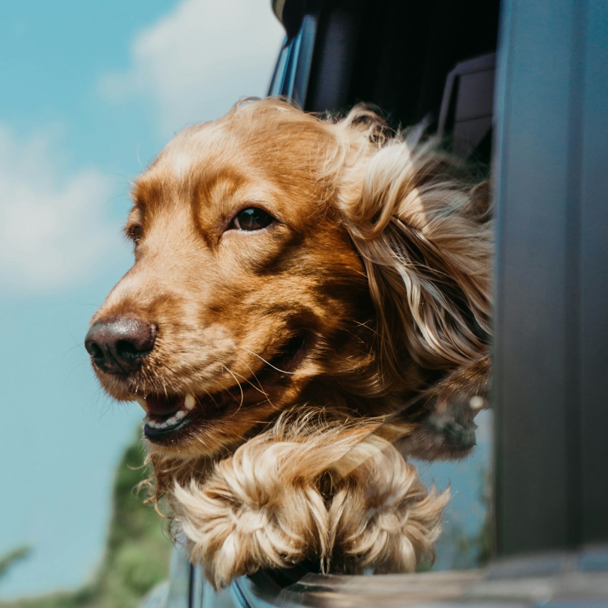 Spaniel with ears blowing in the wind from a car window