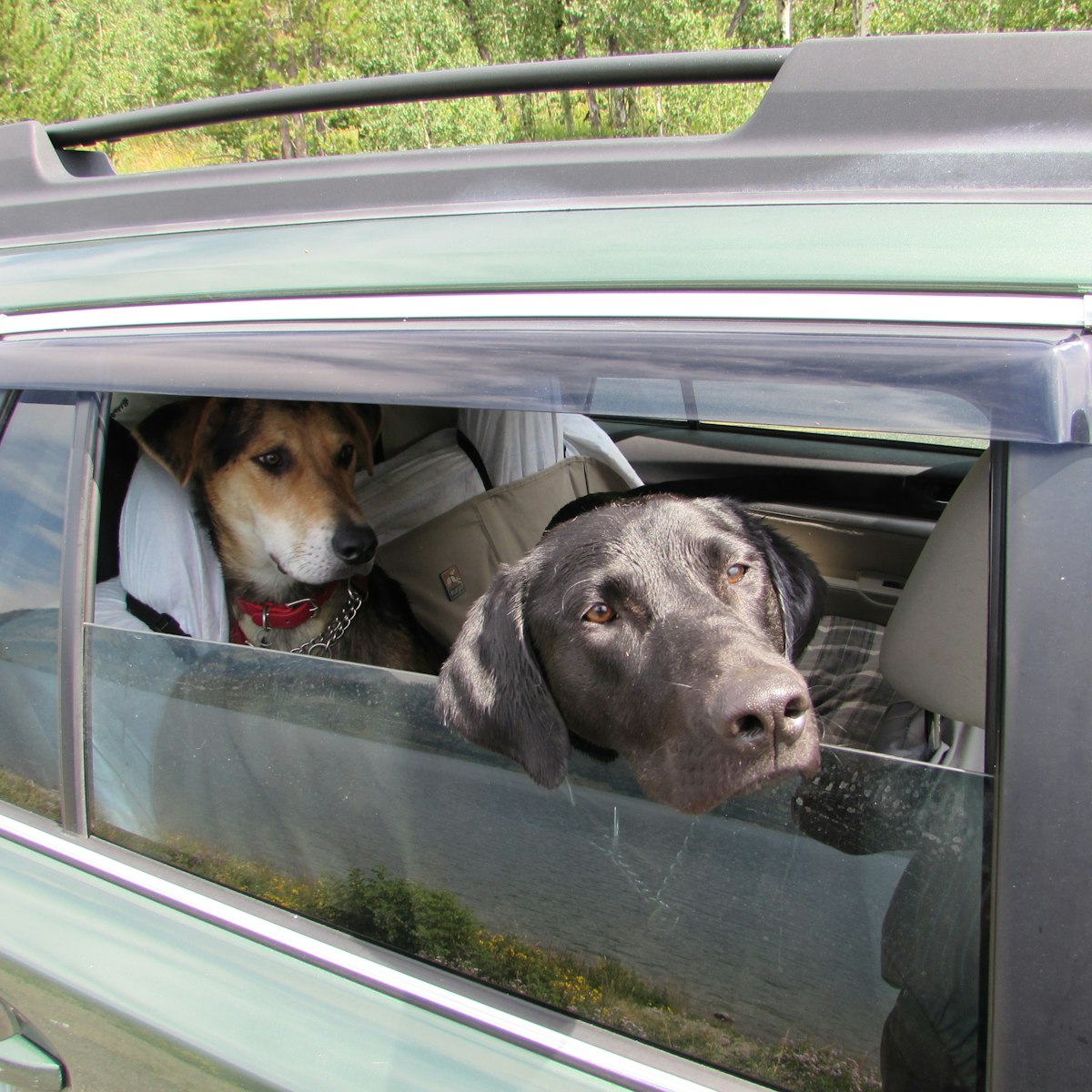 Two dogs looking out a car window